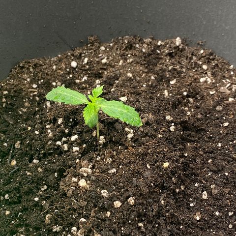 Blueberry y bubble Gum XXL growlog timeline photo