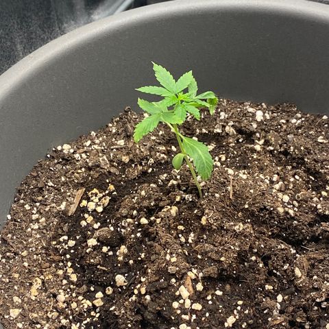 Blueberry y bubble Gum XXL growlog timeline photo