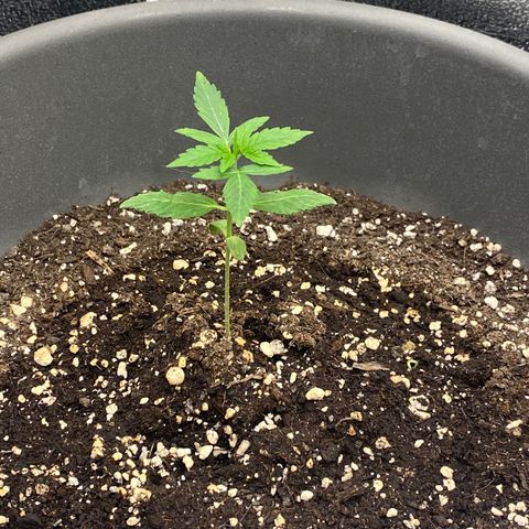 Blueberry y bubble Gum XXL growlog timeline photo