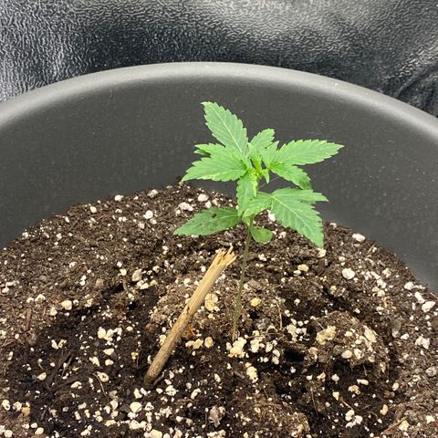 Blueberry y bubble Gum XXL growlog timeline photo