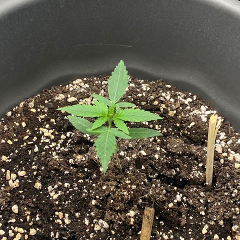 Blueberry y bubble Gum XXL growlog timeline photo