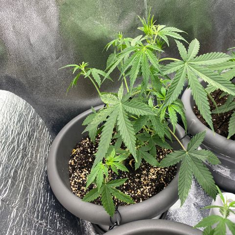 Blueberry y bubble Gum XXL growlog timeline photo