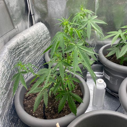 Blueberry y bubble Gum XXL growlog timeline photo