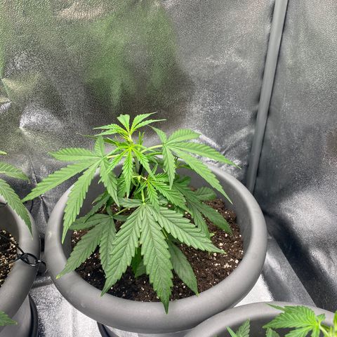 Blueberry y bubble Gum XXL growlog timeline photo