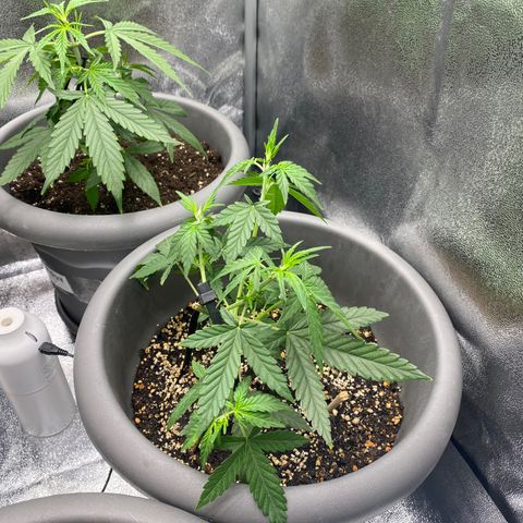 Blueberry y bubble Gum XXL growlog timeline photo