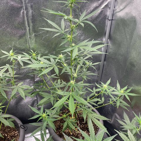 Blueberry y bubble Gum XXL growlog timeline photo