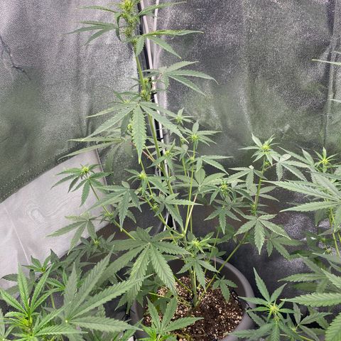Blueberry y bubble Gum XXL growlog timeline photo