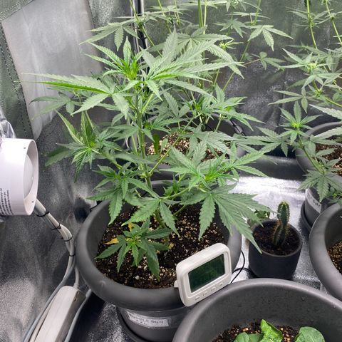 Blueberry y bubble Gum XXL growlog timeline photo