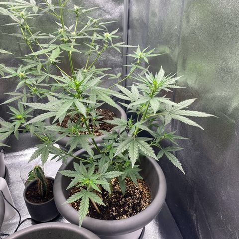 Blueberry y bubble Gum XXL growlog timeline photo