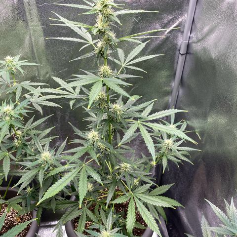 Blueberry y bubble Gum XXL growlog timeline photo