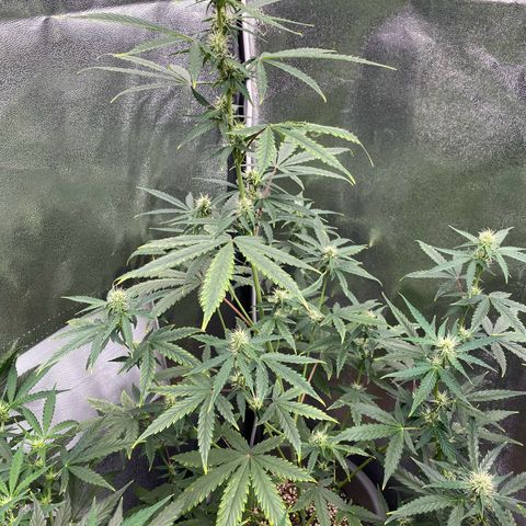Blueberry y bubble Gum XXL growlog timeline photo