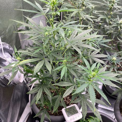 Blueberry y bubble Gum XXL growlog timeline photo