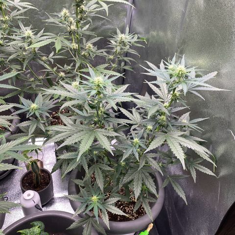 Blueberry y bubble Gum XXL growlog timeline photo