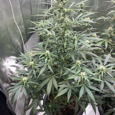 Blueberry y bubble Gum XXL growlog timeline photo