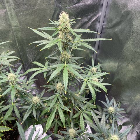 Blueberry y bubble Gum XXL growlog timeline photo