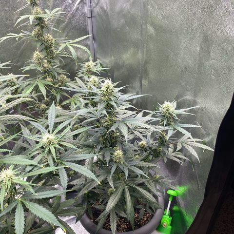 Blueberry y bubble Gum XXL growlog timeline photo
