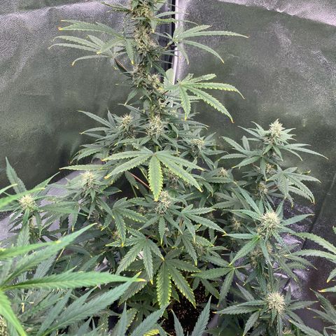 Blueberry y bubble Gum XXL growlog timeline photo
