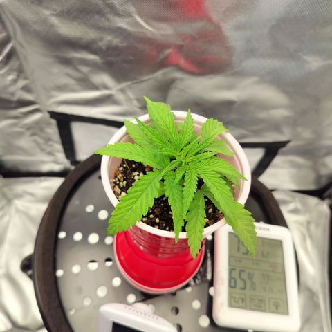 Triangle patch growlog photo: 3"tall 4" drip 3rd day veg