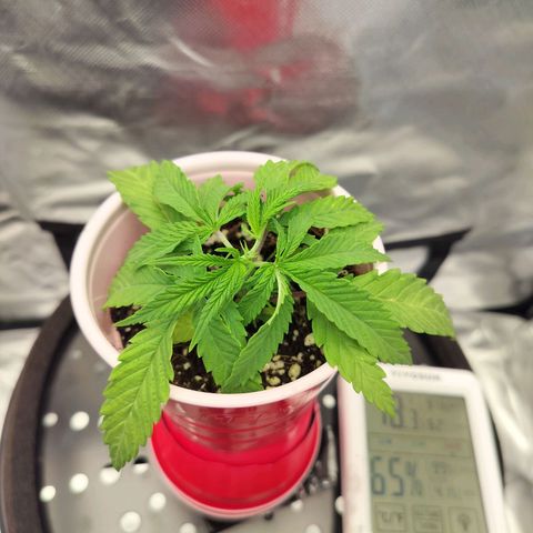 Triangle patch growlog photo: Fim'd triangle patch aka purple punch she looks healthy just a little purple in her stems don't know if that's normal for the strain or if it should be a concern??