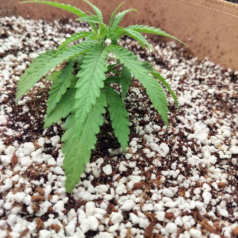 Triangle patch growlog photo: She's growing better now doesn't seem to have any transplant shock as of now!