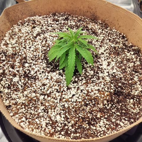 Triangle patch growlog photo: She's growing better now doesn't seem to have any transplant shock as of now!