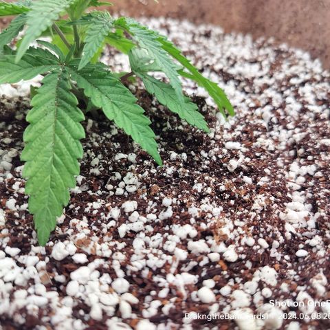 Triangle patch growlog photo: She's growing better now doesn't seem to have any transplant shock as of now!