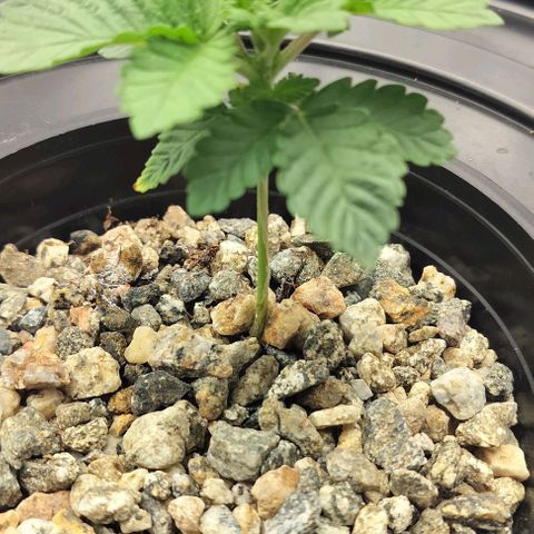 Triangle patch growlog photo: GG#4 also growing nicely 😁