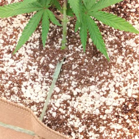Triangle patch growlog photo: GG#4 also growing nicely 😁