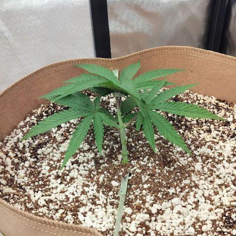 Triangle patch growlog photo: GG#4 also growing nicely 😁