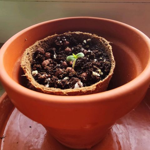 Karlotta & Gisela Growlog-Foto 2