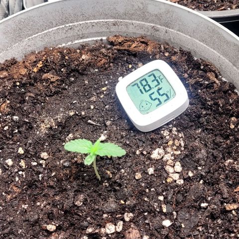 Wedding Cake Auto Growlahoma  growlog timeline photo