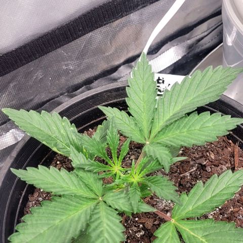 Wedding Cake Auto Growlahoma  growlog timeline photo