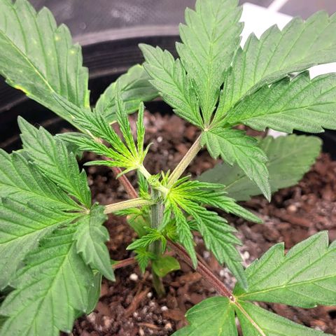 Wedding Cake Auto Growlahoma  growlog timeline photo