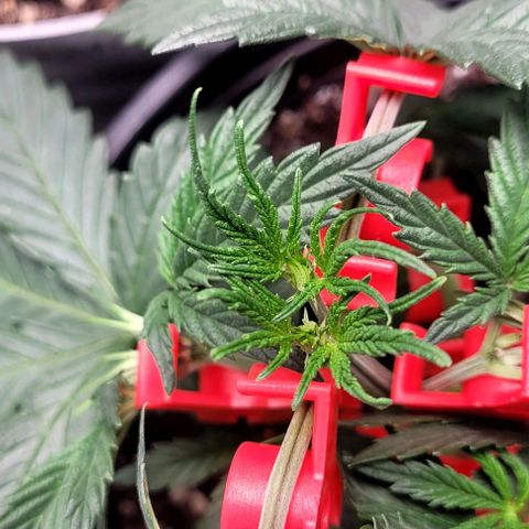 Wedding Cake Auto Growlahoma  growlog timeline photo