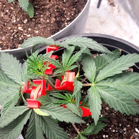 Wedding Cake Auto Growlahoma  growlog timeline photo
