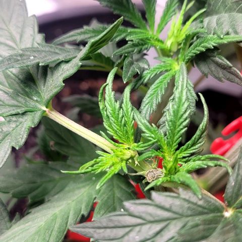 Wedding Cake Auto Growlahoma  growlog photo: Topped broke top of branch