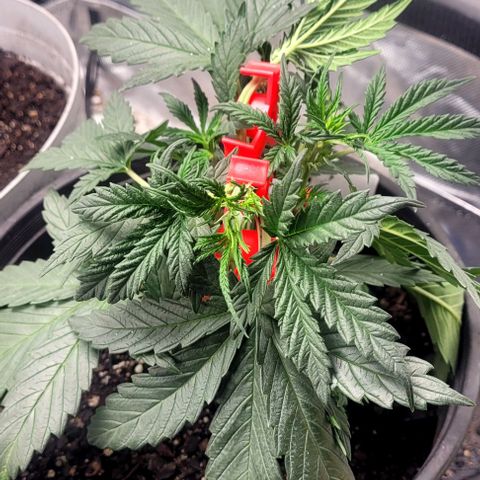 Wedding Cake Auto Growlahoma  growlog photo: Topped broke top of branch