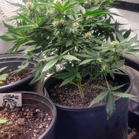 Wedding Cake Auto Growlahoma  growlog timeline photo