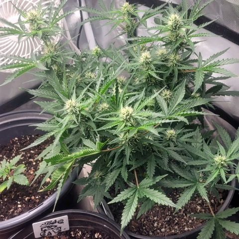 Wedding Cake Auto Growlahoma  growlog timeline photo