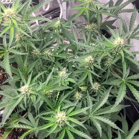 Wedding Cake Auto Growlahoma  growlog timeline photo