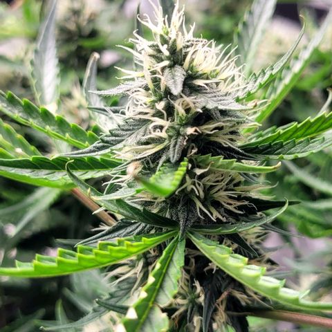 Wedding Cake Auto Growlahoma  growlog timeline photo