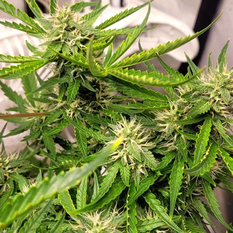 Wedding Cake Auto Growlahoma  growlog timeline photo