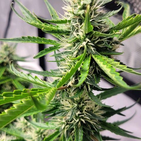 Wedding Cake Auto Growlahoma  growlog timeline photo