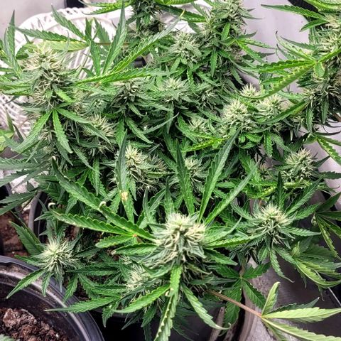 Wedding Cake Auto Growlahoma  growlog timeline photo
