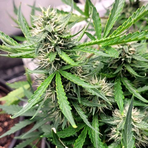 Wedding Cake Auto Growlahoma  growlog timeline photo
