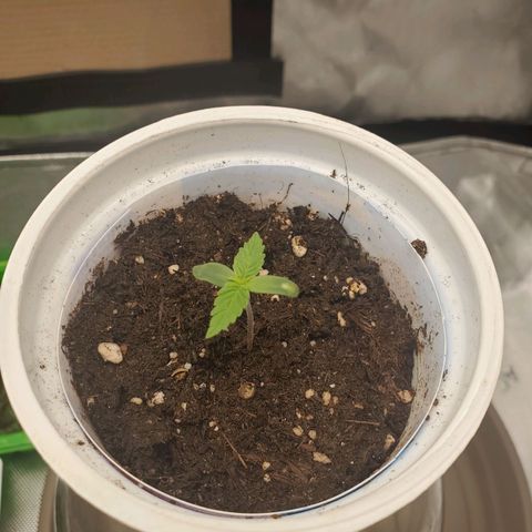 Critical growlog timeline photo