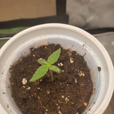 Critical growlog timeline photo