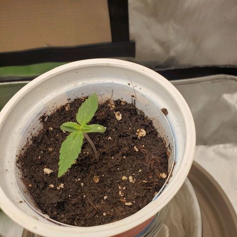 Critical growlog timeline photo