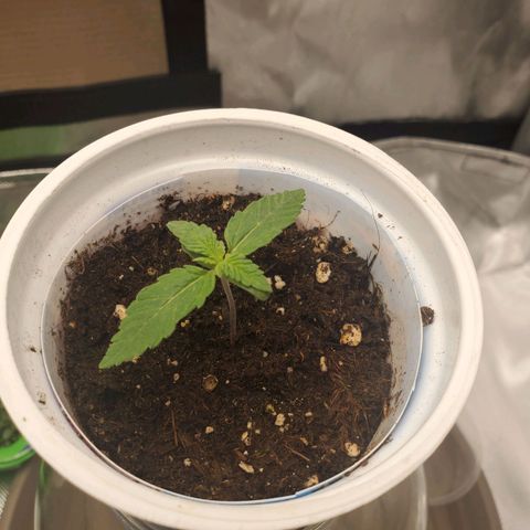 Critical growlog timeline photo
