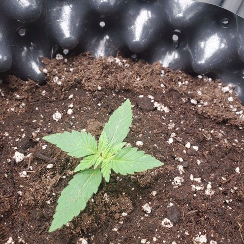 Critical growlog timeline photo